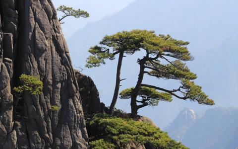 Huangshan Welcoming Guest Pine